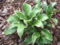 Allen P. McConnell Hosta / Hosta 